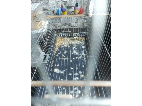 Gökkuşağı ispinoz çift olarak