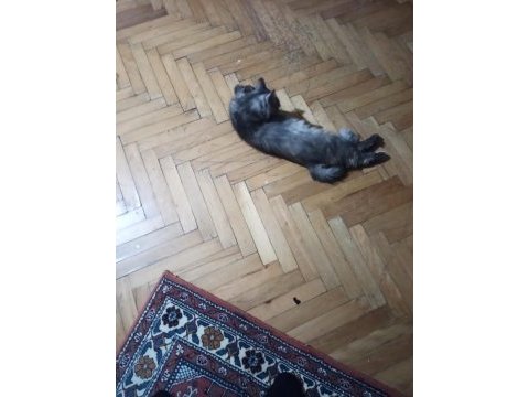 Kedime eş arıyorum