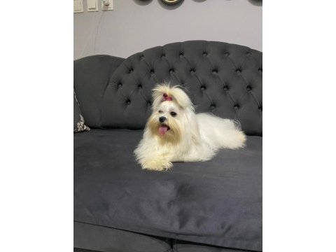 A scrli babadan kore maltese bebeklerim