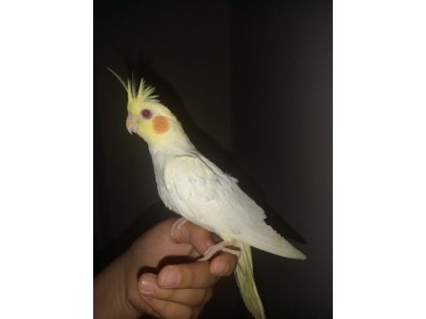 Lutino kırmızı göz sultan papağanı