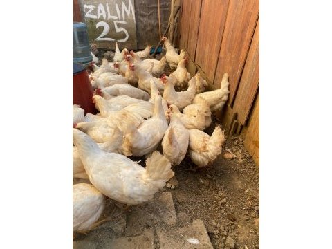 Satılık tavuk