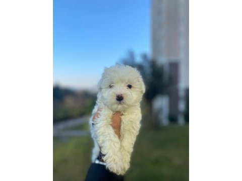 A kaliteli maltese terrier yavruları