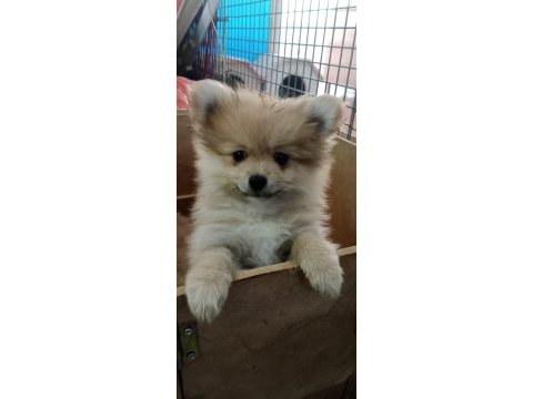Pomeranian köpeği yavrularımız