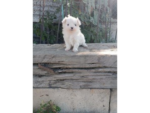 A kalite malta terrier