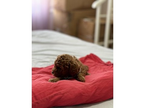 Teacup red brown kore poodle yavrumuz yeni yuvasına hazır
