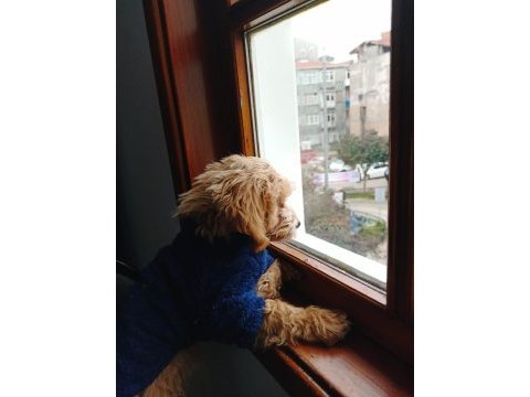 4 aylık maltipoo yavru