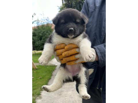 Amerikan akita yavrularım