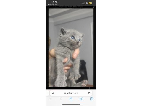 En özel renklerde tatlı scottish fold yavrularımız