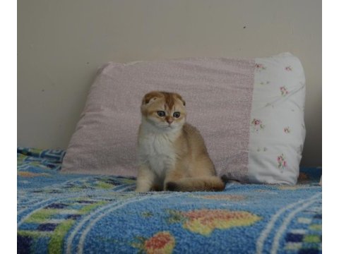 Golden scottish fold erkek yavru