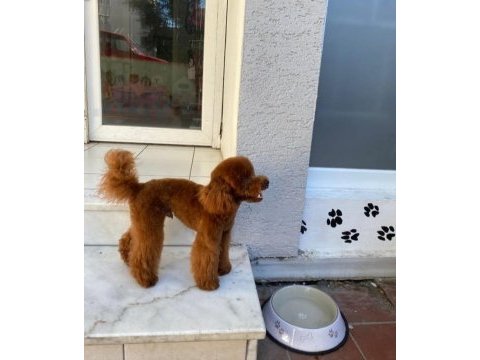 Korea kan erkek red brown şecereli poodle yetişkin erkek
