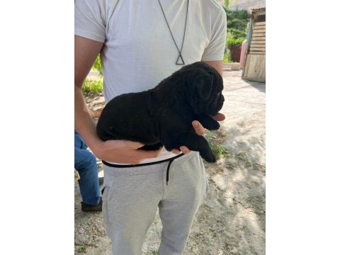 4 nisan doğumlu cane corso anne baba secereli