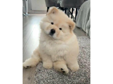 Chow chow çin aslanı yavrular