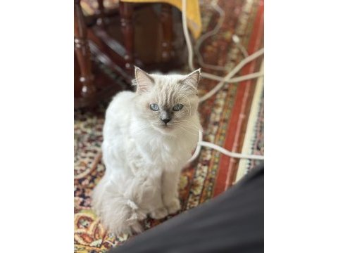 Dişi ragdoll kedime erkek eş adayı arıyorum