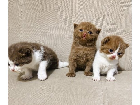 British shorthair yavrular 20 günlük