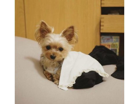 Gold silver renk yorkshire terrier