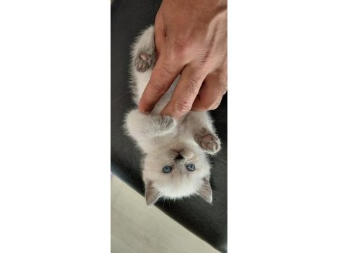 British shorthair yavrular ırk sağlık garantili