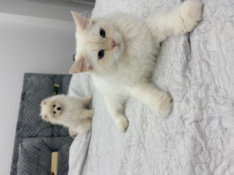 Dişi 6 aylık aşıları tam pomeranian