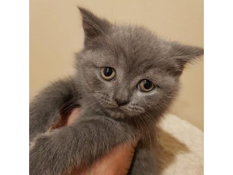 Veteriner kliniğinden safkan yavrular scottish fold