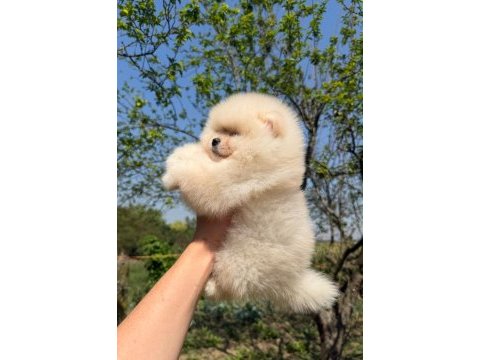 Sağlık ve ırk garantili pomeranian yavru