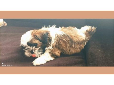 Saf kan shih tzu