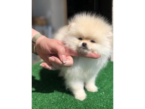 3.5 aylık show kalite dişi pomeranian boo