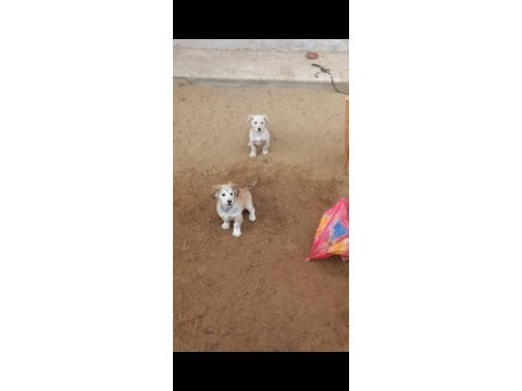 Köpeklere acil yuva aranıyor