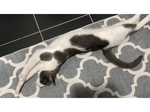 2 yaşında tekir kedimiz minho