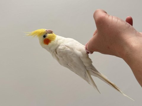 Evcil ele kola alışık sultan papağanı
