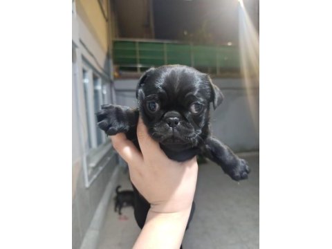 Sahibinden 3 aylık siyah erkek yavru pug