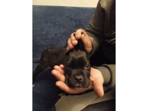 2 aylık dişi cane corso