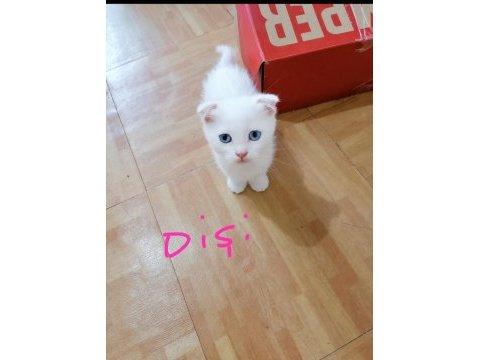 Scottish fold ve straight longhair yavrular