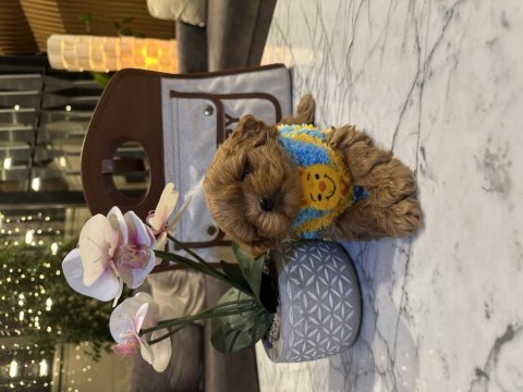 Gerçek micro kore maltipoo