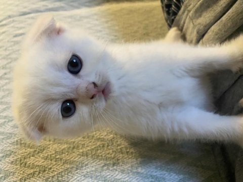 Scottish fold 1 erkek ve 1 dişi yavru