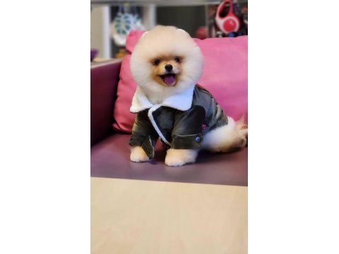 7 aylık teddy bear pomeranian boo erkek