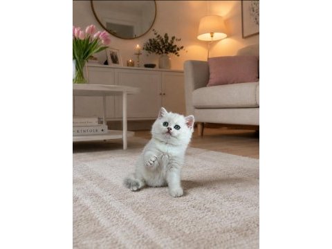 Safkan british shorthair yavrular