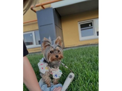 Yorkshire terrier çok sevecen eğitimli