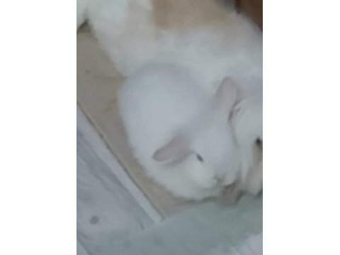 Mini lop dişi tavşan