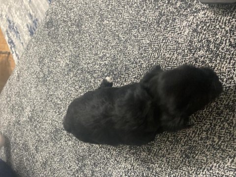 4 tane yorkshire terrier