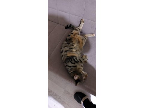 Kedimi sahiplendirmek istiyorum