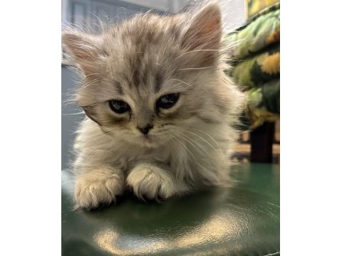 Silver british longhair yavrumuz