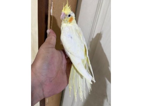 46 günlük lutino bebek sultan papağanı