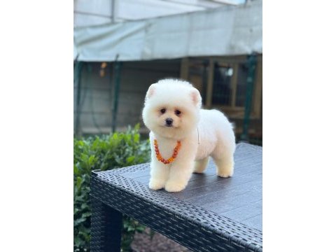 Pamuk şekeri pomeranian boo