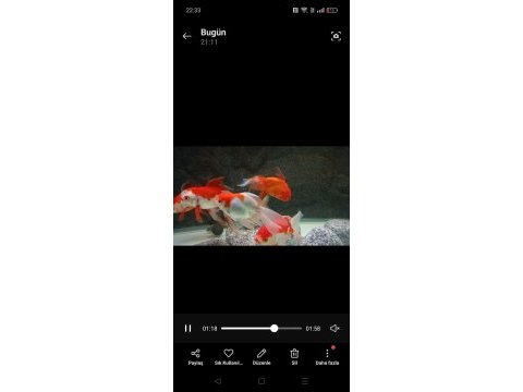 Pasifik petshop dan xxl orando japonlar
