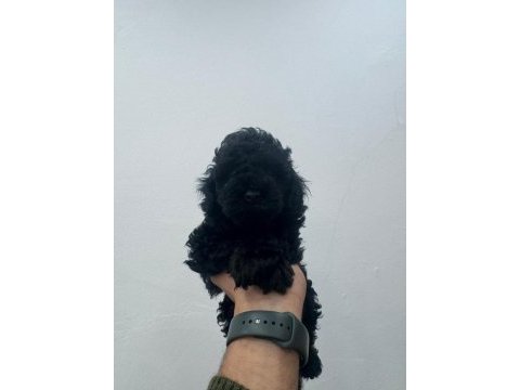 Siyah toy poodle yavrularımız ömürlük aileleri bekliyor