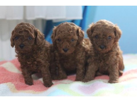 A kalite poodle bebekler her renk var