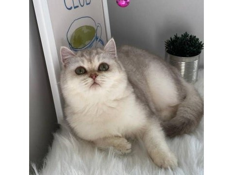 British shorthair ve british longhair safkan yavrular