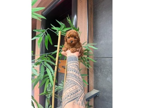 Orjinal ırk ve sağlık garantili poodle yavrular