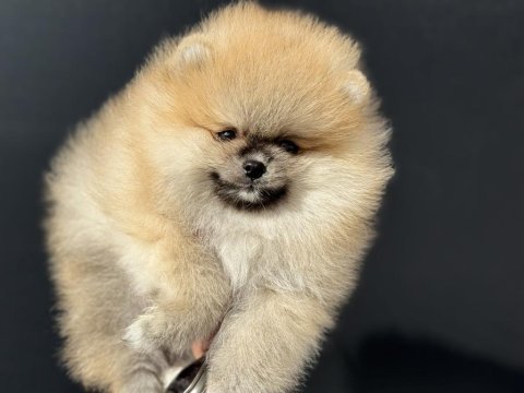 Tea cup sçr li pomeranian yavrular petmode den