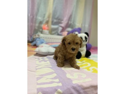 Orjinal f1 maltıpoo 3.nesil show kalite