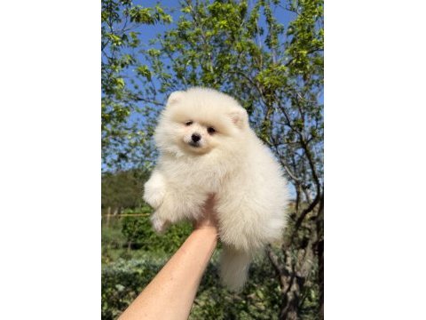 Kusursuz karbeyaz dişi pomeranian boo